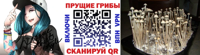 хочу наркоту  Олонец  Псилоцибиновые грибы прущие грибы 